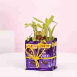 Chocolate Bamboo Tree