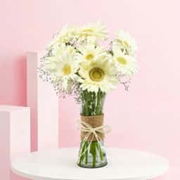 Serene White Gerberas
