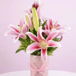 Pleasing Lily in a Vase