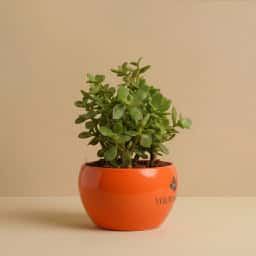 Custom Logo Corporate Plant Gift