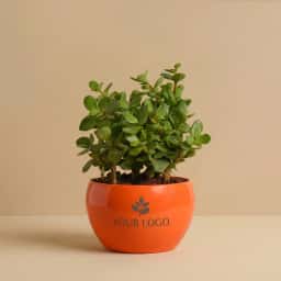 Custom Logo Corporate Plant Gift