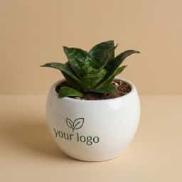 Custom Logo Snake Plant in Pot