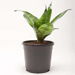Compact Snake Plant Home Gift