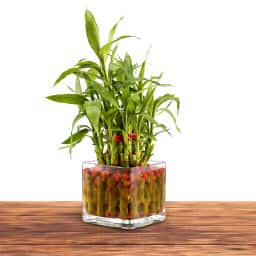 Bamboo Plant with Chocolate Cake