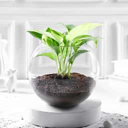 Indoor Money Plant in Bowl