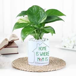 Aesthetic Money Plant for Home