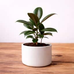 Rubber Plant 