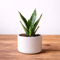 Snake Plant
