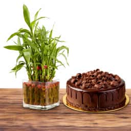 Bamboo Plant with Chocolate Cake