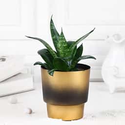 Snake Plant in Golden Pot Gift