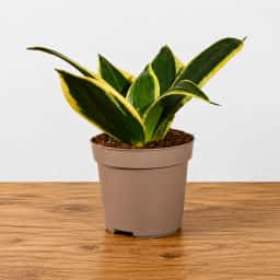 Indoor Snake Plant