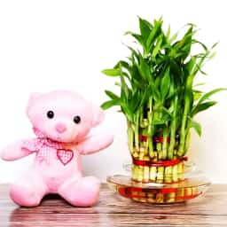 3 Lucky Bamboo with Teddy Bear