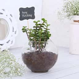 Jade Plant Birthday Gift
