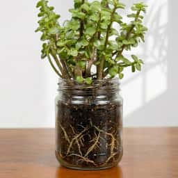 Jade Plant Gift for Home and Office