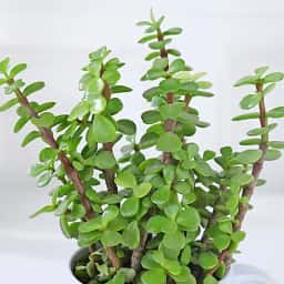 Cute Mug Plant Gift for Dad