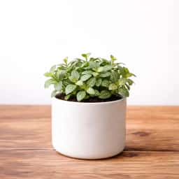 Fittonia White