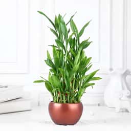 Bamboo Plant Gift for Good Luck
