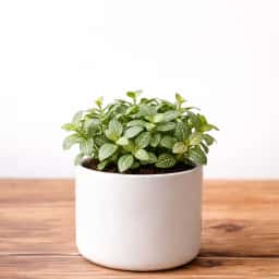 Fittonia White