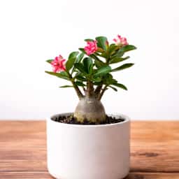 Desert Rose Adenium Plant