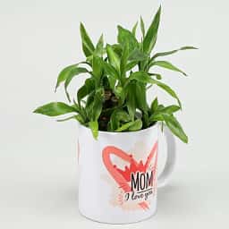 Bamboo Plant in Coffee Mug