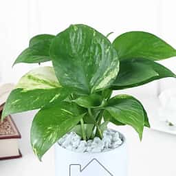 Aesthetic Money Plant for Home