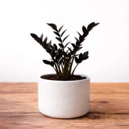 Rare Black ZZ Plant