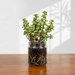 Jade Plant Gift for Home and Office