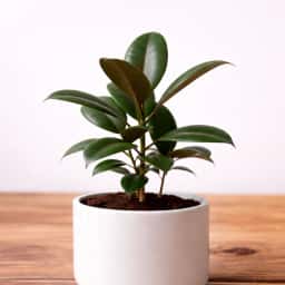 Rubber Plant 