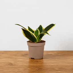 Indoor Snake Plant