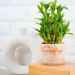 3 Layer Lucky Bamboo Plant