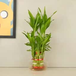 Feng Shui Bamboo Plant