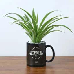 Spider Plant in Mug