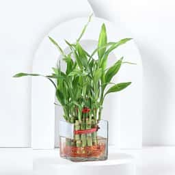 Indoor Lucky Bamboo Plant Gift