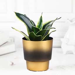 Snake Plant in Golden Pot Gift