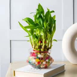 2 Layer Lucky Bamboo Plant