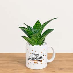 Snake Plant Gift Mug for Anniversary