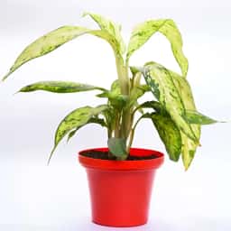 Rosy Aglaonema Plant
