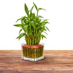 Lucky Bamboo with Chocolate Set