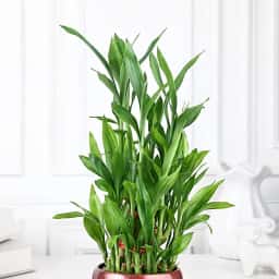 Bamboo Plant Gift for Good Luck
