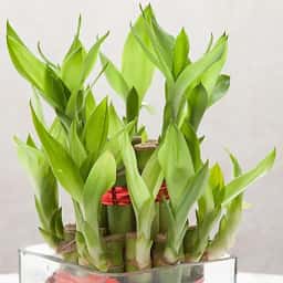 Bamboo Plant in Glass Vase