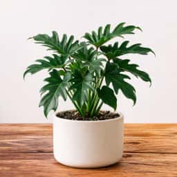 Philodendron Xanadu Plant