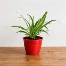 Spider Plant in Red Pot