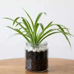 Spider Plant in Glass Pot