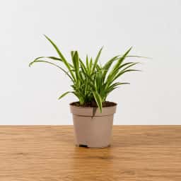 Spider Plant in Pot
