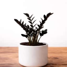Rare Black ZZ Plant