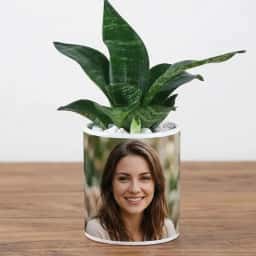 Custom Photo with Snake Plant 