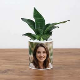 Custom Photo with Snake Plant 