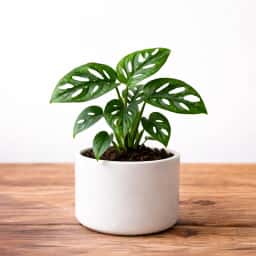 Monstera Broken Heart Plant