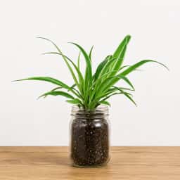 Spider Plant in Glass Jar