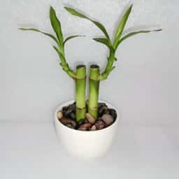 Baby Lucky Bamboo Tree
